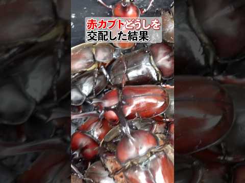赤いカブトムシを交配した結果 Japanese red rhinoceros beetles are multiplying. #カブトムシ #衝撃の結末