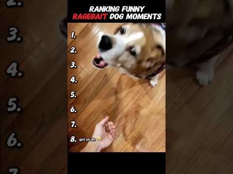 Ranking Funny Ragebait Dog Moments π #dog #dogs #dogshorts #youtubeshorts