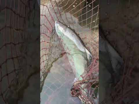 九頭竜川サクラマス!今シーズン1本目! #サクラマス #九頭竜川 #リバージョイ