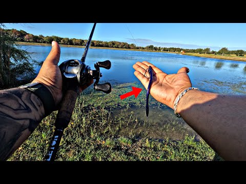 FISHING For Chunky Bass in THIS Loaded Pond (Bank Fishing)