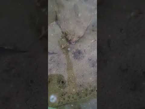 うまい人が釣りをするとこうなる    #釣り#fishing#衝撃#ヒラメ