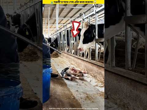 With the cow at the end did a shoot!😱🐄 #shorts #facts