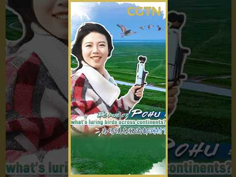 The pull of Pohu: What's luring birds across continents?