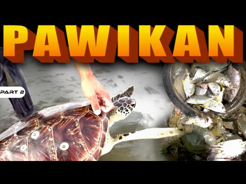 P2 - Malaking Pawikan, Na-Trap sa Baklad - EP1937