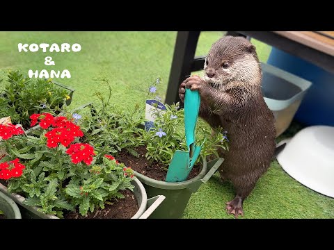 ガーデニングの手伝いにきた助っ人カワウソが可愛すぎた　My Otter is My Cute Little Gardening Helper