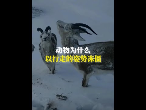 動物為什麼以行走的姿勢凍僵? #漲知識 #動物科普