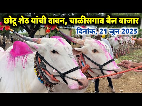 चाळीसगाव बैल बाजार दिनांक- 21 जुन 2025 | छोटू शेठ यांचे जबरदस्त लाईव्ह सौदे 😱 Chalisgaon bail bazar😍