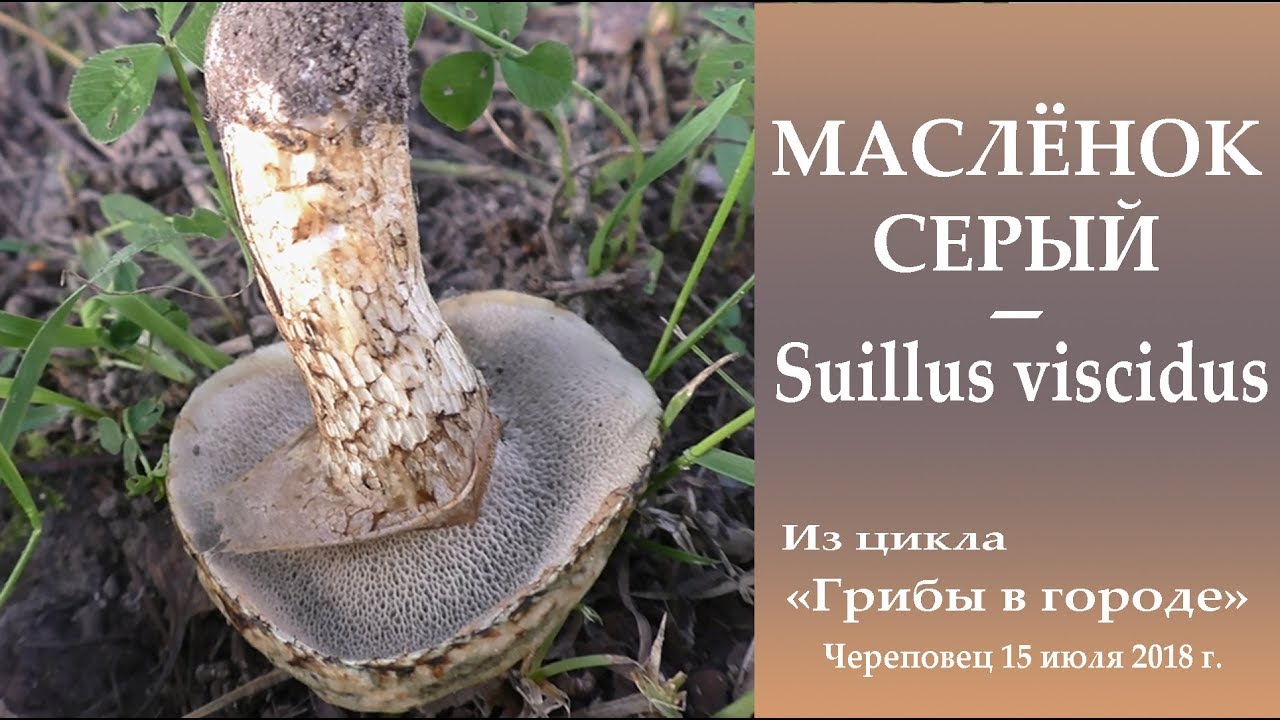 Маслёнок серый - хороший гриб. Грибы в городе