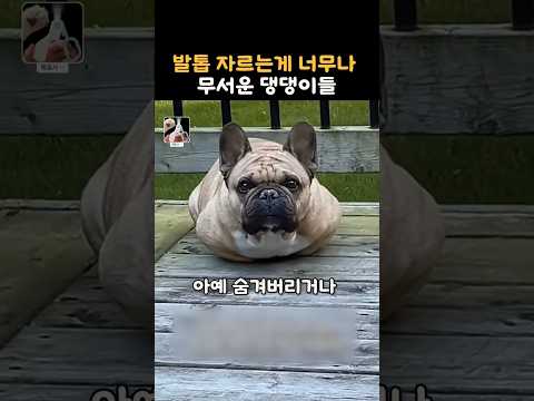 발톱자르는게 너무나 무서운 댕댕이들