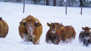 Murnauer-Werdenfelser Rinder im Winter