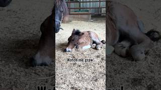 Watch Our Mini Foal Grow! Birth to 1 year #shorts #foal #baby #1year #horse
