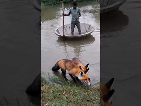 পরিশ্রমিক শিয়াল। 🤣#comedy #funny #abutalhad