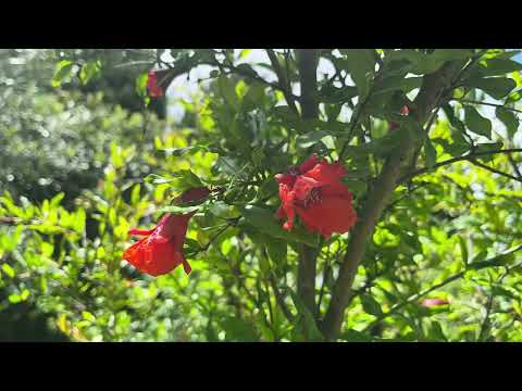 فوائد ورد الرمان