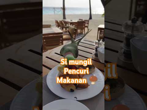 burung mungil mencuri makanan‼️😂😂 #animalvideo #hiburan #burung #shorts #video #trending