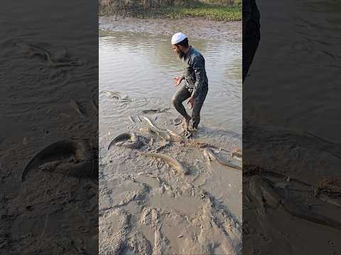 Jyada Machhali Dekhkar Iqbal bhai pagal ho gaye😮🐬🦈 #fish #trending #new #love #viral #shorts #yt