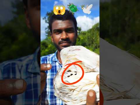 কবুতরের গায়ে ইসপেরে করে সব পোকা বার করে দিলাম 🪲🕊🤩 #shorts #statusvideo #pigeon #viralvideo #birds