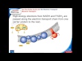 Cellular Respiration and Photosynthesis Concepts