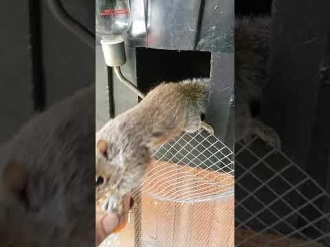 Leo The Squirrel Update 4 #shorts