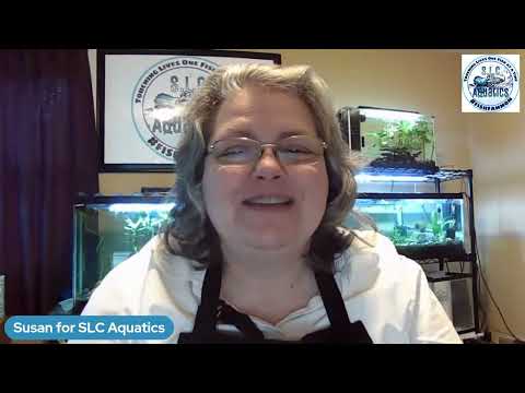 Tuesay Night with Susan for SLC Aquatics in the fish room with Susan fishfam Mom 
Join me for some chat and fish plants stuff

Website_ http