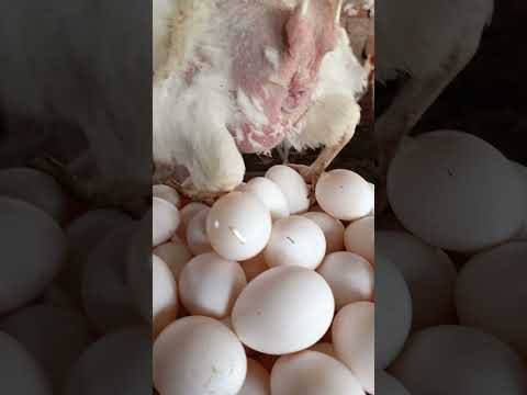 June 1, 2024 These are all my eggs, who will eat them