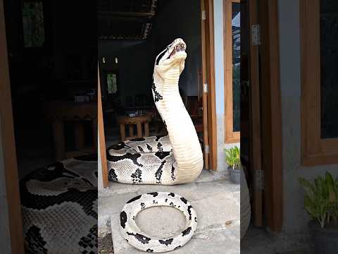 ANACONDA VS SNAKE