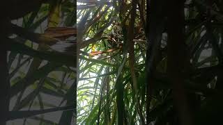 phát hiện liên tiếp nhiều tổ chim bìm bịp