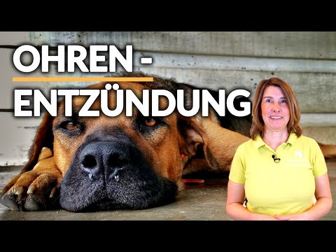 Ear infection in dogs 🐶 Tips from the vet✅