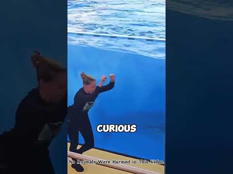 Dolphin’s Dance Shocks Everyone 😯