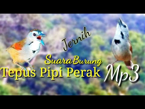 Suara burung Tepus Pipi Perak MP3