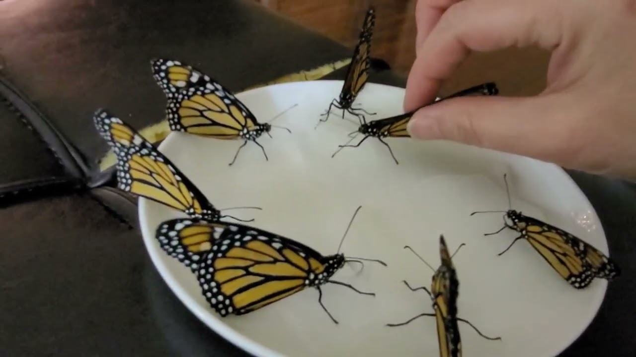 Butterfly Blog Butterflies!