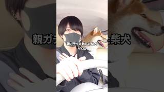 親ガチャ失敗した柴犬のVlog。#shorts
