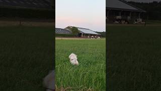 Βρήκα παρέα ...... αφήστε με να παίξω ....#dog #funnyvideo #φάρμα αγελάδων #