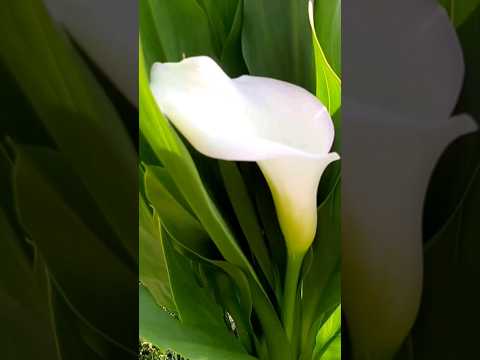 Fiore Di Calla