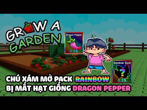 CHÚ XÁM MỞ PACK BỊ MẤT HẠT GIỐNG RAINBOW DRAGON PEPPER TRONG GROW A GARDEN | XÁM ROBLOX