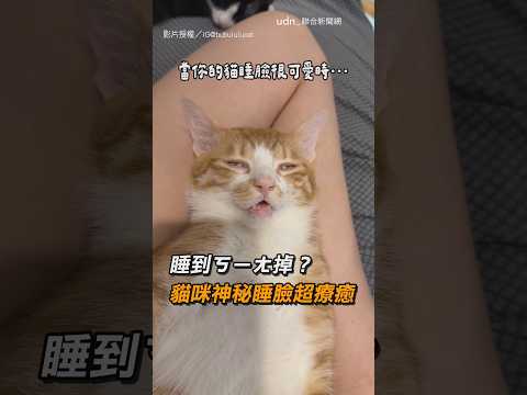 【太可愛】睡到ㄎㄧㄤ掉？ 貓咪神秘睡臉超療癒｜貓｜睡臉
