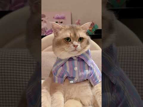 🙀: yatuhaaan disteril pulak aku woi #kucinglucu #kucing