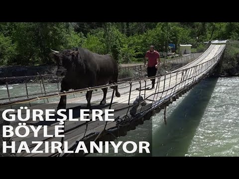 Güreşlere Tehlikeli Hazırlık; Boğasını Ahşap Köprüden Koşarak Geçiriyor