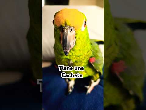 Una culacha🪳#funnyanimals #birdlovers #parrotlover #parrottalking #talkingparrot #cutenessoverload