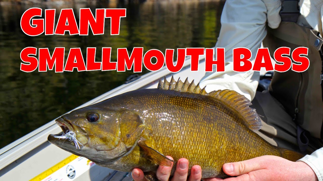 Giant Smallmouth - Post-Spawn Tactics - The New Fly Fisher