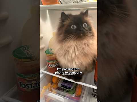 passing the phone to some of our cat friends! see anyone you recognize? :3 #cat #funny