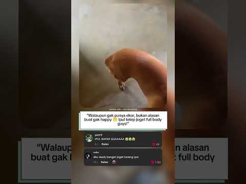 “Ipul si anjing tanpa ekor yang jogetnya bikin ngakak 😂🔥”
