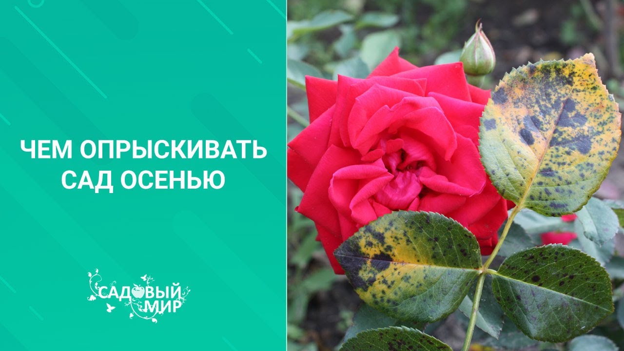 НЕДОРОГИЕ И ПРОВЕРЕННЫЕ ПРЕПАРАТЫ ДЛЯ ОБРАБОТКИ САДА ОТ БОЛЕЗНЕЙ. Чем опрыскивать сад осенью