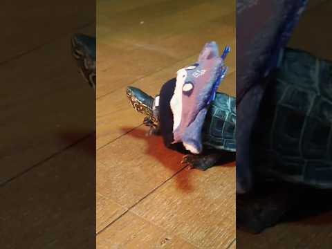 脱ぎ方を覚えました【Turtle learned how to take off his clothes】