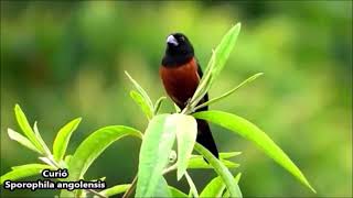 PÁSSAROS AMEAÇADOS DE EXTINÇÃO PARTE 01