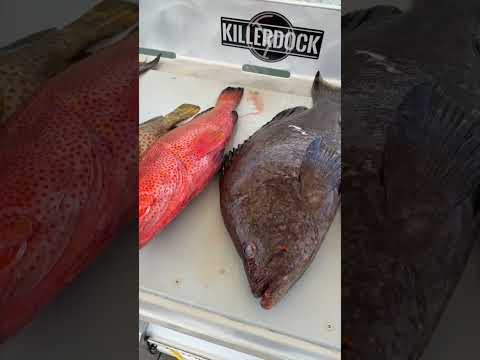 9 of the most delicious fish! video thumbnail