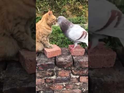 Kucing oyen dan burung merpati berantem #comedycat #comedy #tentangkucing #animals #sayangkucing