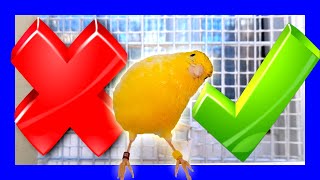 🔴 PROS y CONTRAS de tener un canario 🐤