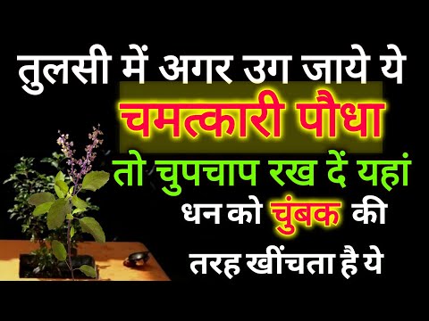 तुलसी मे उग जाए यह पौधा तो छुपा कर रख दे मां लक्ष्मी को आपके घर आना ही पड़ेगा | Vastu Shastra #Money