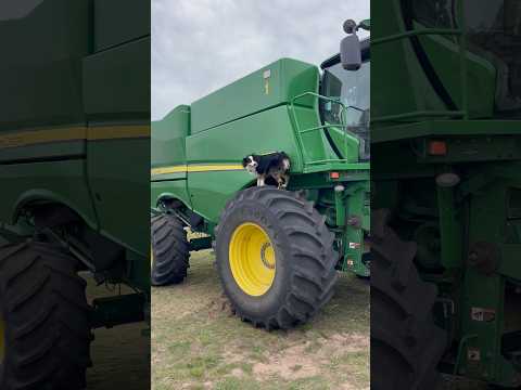 Dibs Learned A New Trick!