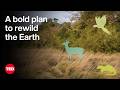 Rewilding and Conservation Efforts